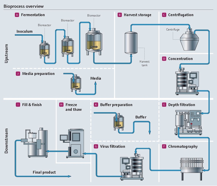 Detailed bioprocess illustration