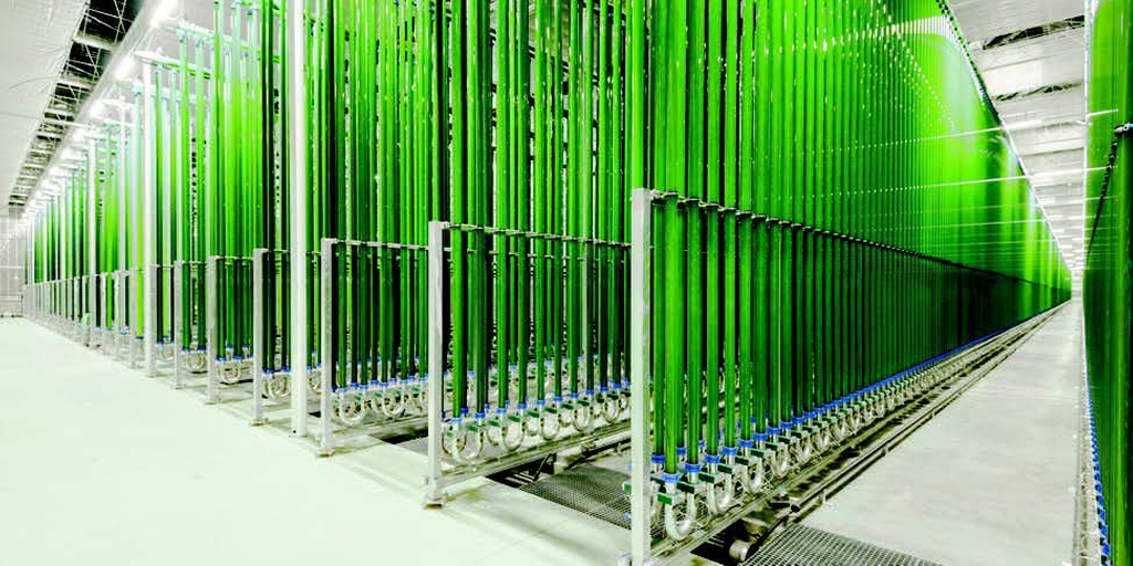 Photo-bioreactors to meet the increasing demand of algaes
